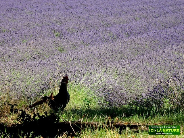 04-lavender field in provence france